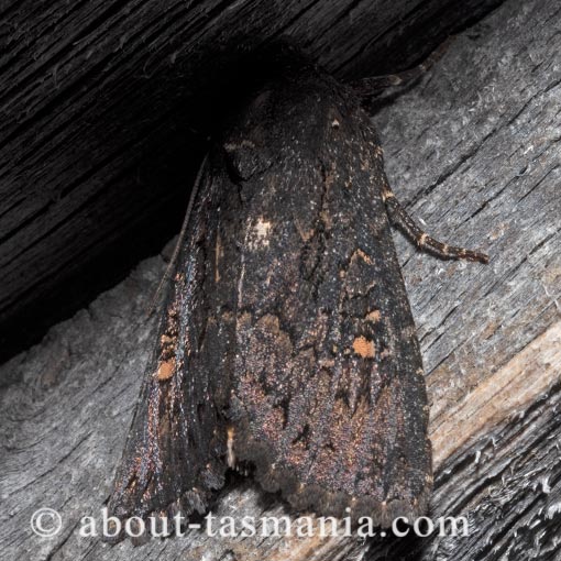 Neumichtis prolifera, Noctuidae, Tasmania, moth