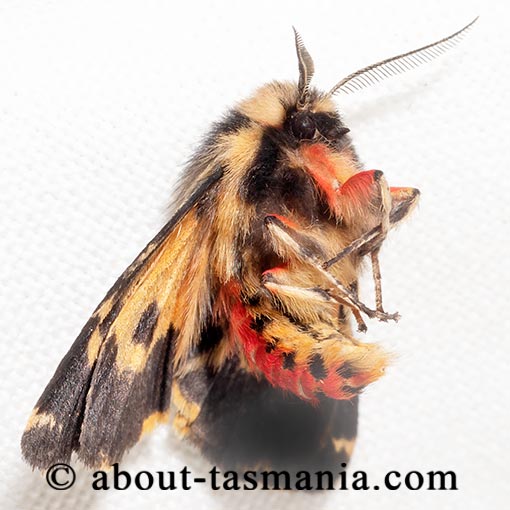 Ardices curvata, Crimson Tiger Moth, Arctiidae, Tasmania