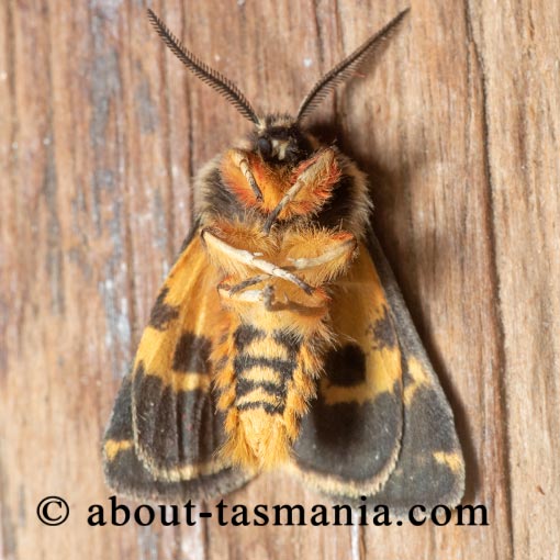 Ardices curvata, Crimson Tiger Moth, Arctiidae, Tasmania