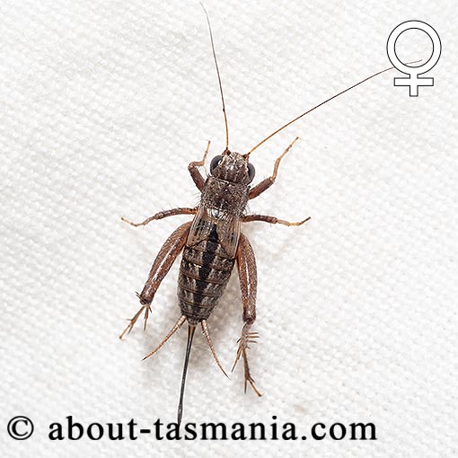 Bobilla spp., Hairy Pygmy Cricket, Tasmania