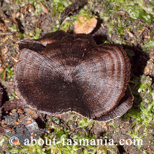Coltricia 'robust, shaggy, brown', Tasmania, fungi