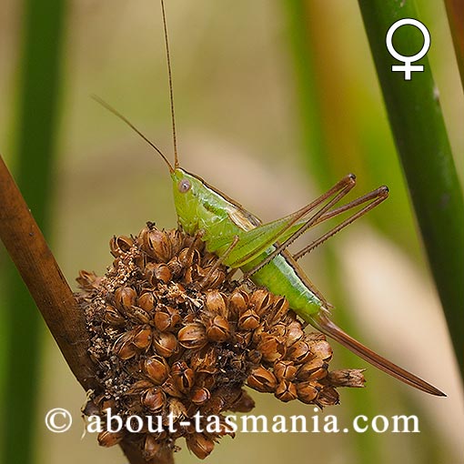 Conocephalus sp., meadow cricket, Tasmania