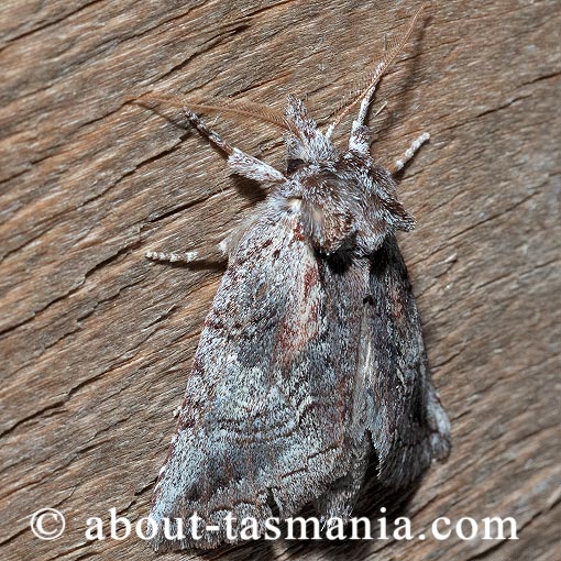 Gallaba eugraphes, Notodontidae, Tasmania, moth