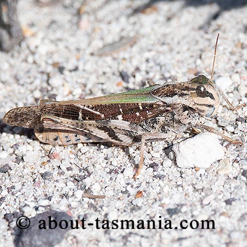 Gastrimargus musicus, Yellow-winged locust, Tasmania