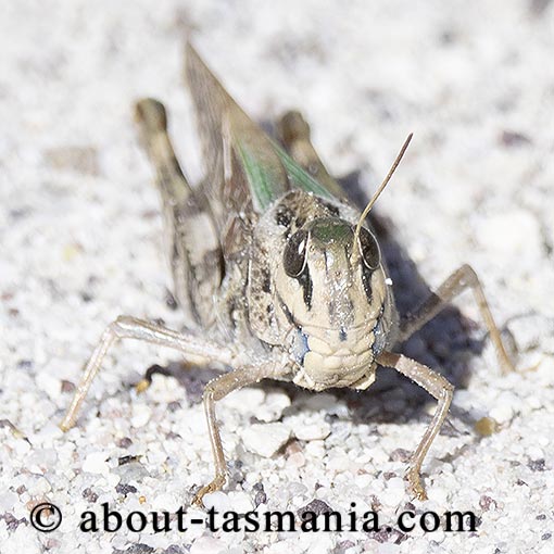 Gastrimargus musicus, Yellow-winged locust, Tasmania