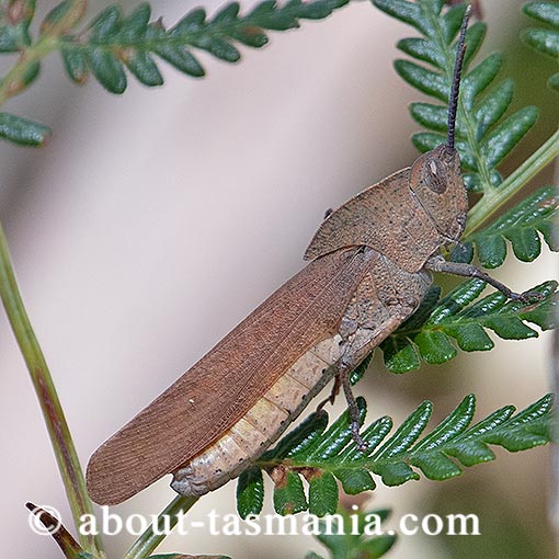 Goniaea australasiae, Gumleaf Grasshopper, Tasmania