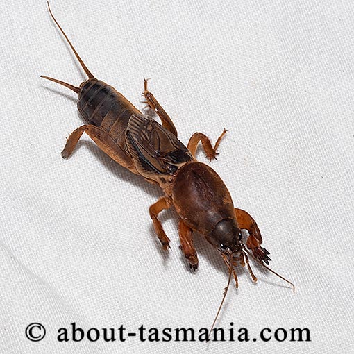 Gryllotalpa sp., mole cricket, Tasmania