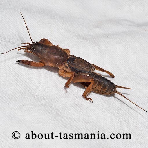 Gryllotalpa sp., mole cricket, Tasmania