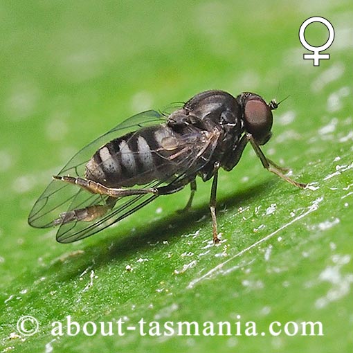 Lindneromyia cf. fergusoni, Platypezidae, Flat-Footed Flies, Tasmania