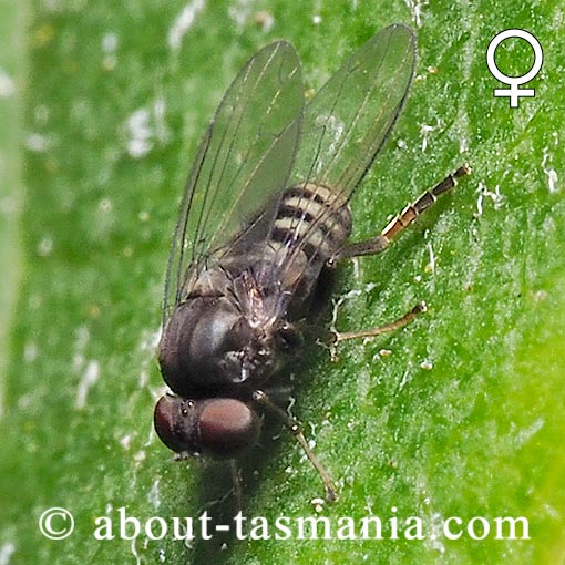 Lindneromyia cf. fergusoni, Platypezidae, Flat-Footed Flies, Tasmania
