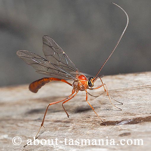 Netelia producta, Ichneumonidae, Tasmania