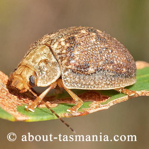 Paropsis delittlei, Chrysomelidae, Tasmania, beetle