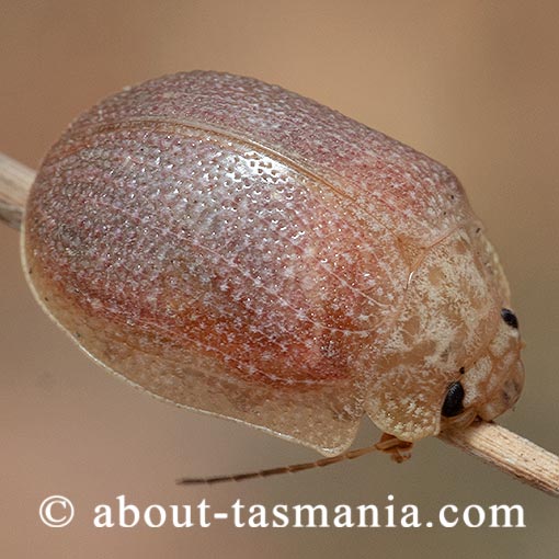 Paropsis delittlei, Chrysomelidae, Tasmania, beetle