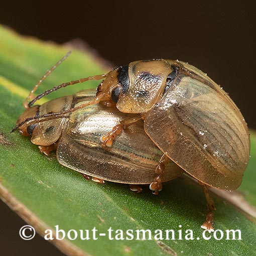 Paropsisterna bimaculata, Chrysomelidae, Tasmania, beetle