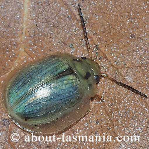 Paropsisterna bimaculata, Chrysomelidae, Tasmania, beetle