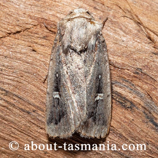 Proteuxoa metableta, Noctuidae, Tasmania, moth