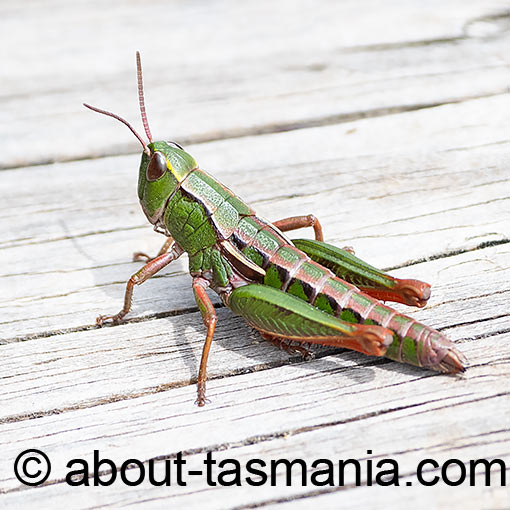 Russalpia longifurca, grasshopper, Tasmania
