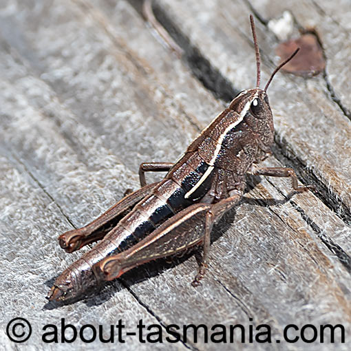 Russalpia longifurca, grasshopper, Tasmania