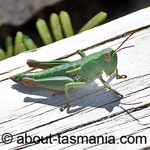 Russalpia longifurca, grasshopper, Tasmania