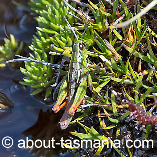 Russalpia longifurca, grasshopper, Tasmania