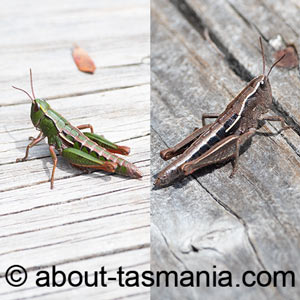 Russalpia longifurca