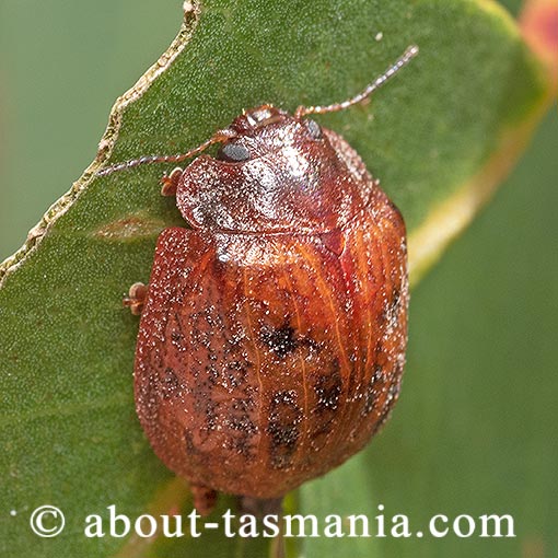 Trachymela rugosa, Chrysomelidae, Tasmania, beetle
