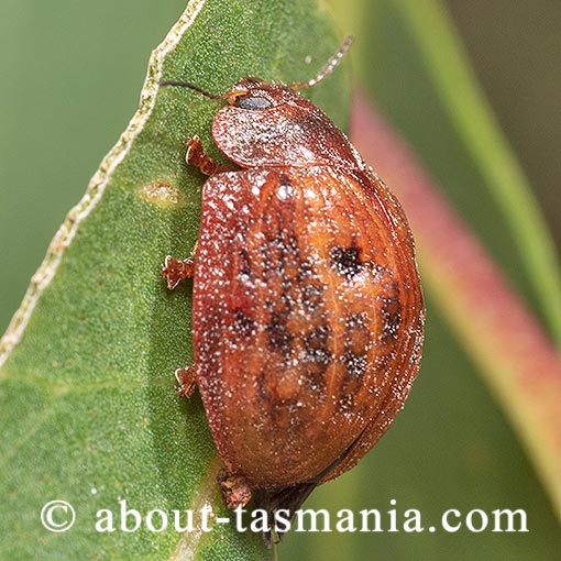 Trachymela rugosa, Chrysomelidae, Tasmania, beetle