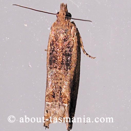 Crocidosema plebejana, Tortricidae, Tasmania, moth