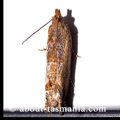 Crocidosema plebejana, Tortricidae, Tasmania, moth