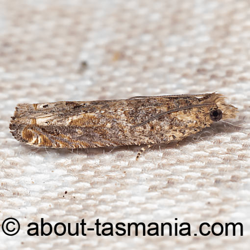 Crocidosema plebejana, Tortricidae, Tasmania, moth