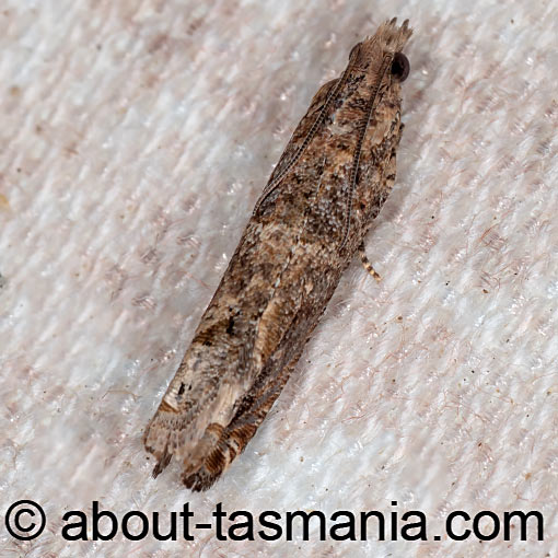 Crocidosema plebejana, Tortricidae, Tasmania, moth