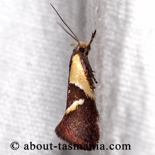 Euthictis xanthodelta, Oecophoridae, Tasmania, moth