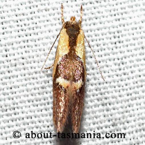 Euthictis xanthodelta, Oecophoridae, Tasmania, moth