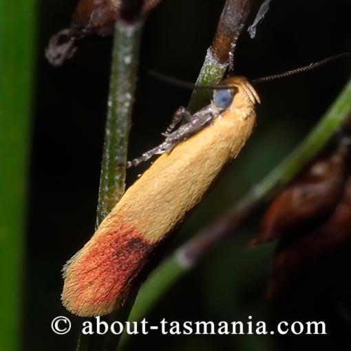 Heteroteucha parvula, Wingia group, Oecophoridae, Tasmania, moth