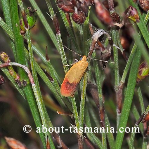 Heteroteucha parvula, Wingia group, Oecophoridae, Tasmania, moth