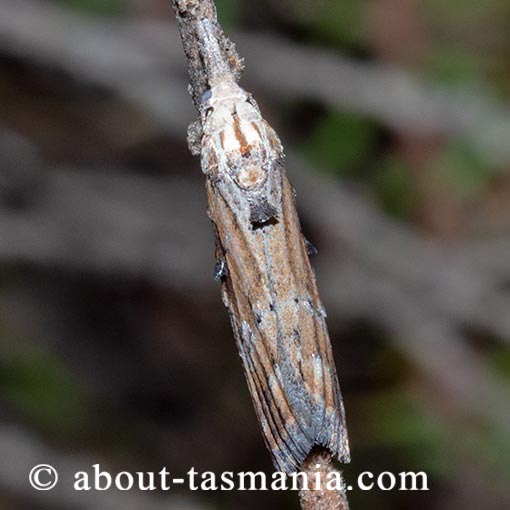 Nola biguttalis, Nolidae, Tasmania, moth