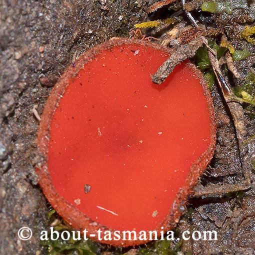 Scutellinia margaritacea, Tasmania, fungi