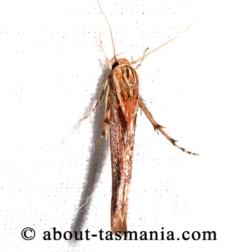 Stathmopoda cephalaea, Oecophoridae, Tasmania, moth