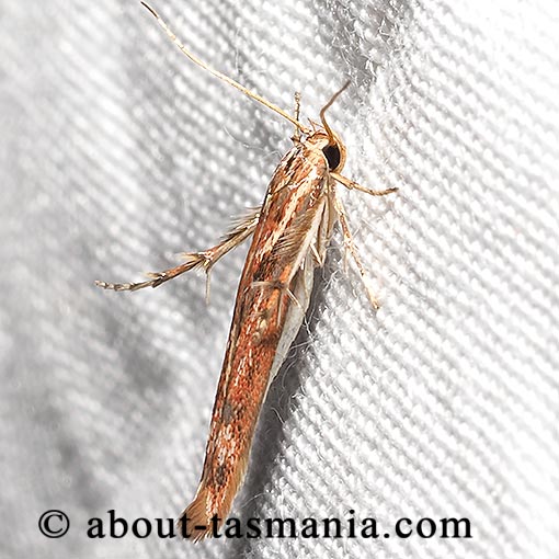 Stathmopoda cephalaea, Oecophoridae, Tasmania, moth