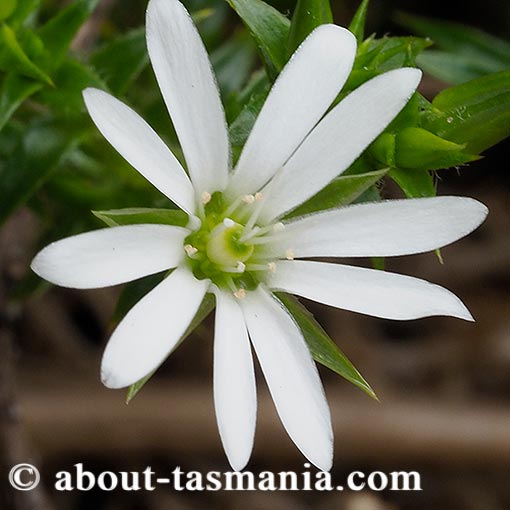 Stellaria pungens, prickly starwort, Tasmania, flora