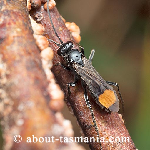 Calopompilus raptor, Spider wasp, Tasmania