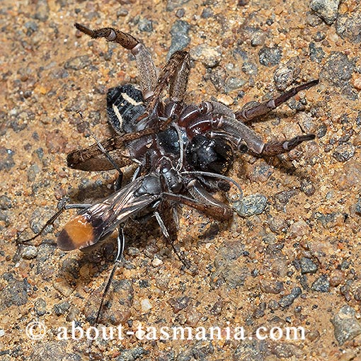 Calopompilus raptor, Spider wasp, Tasmania