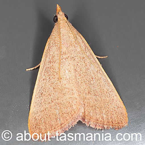 Hypsopygia albidalis, Pyralidae, Tasmania, moth