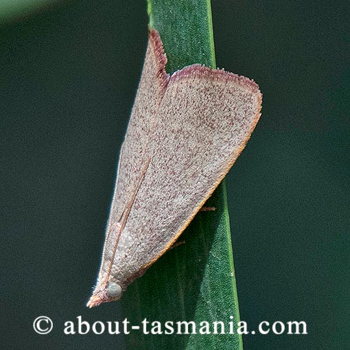 Endotricha ignealis, Pyralidae, Tasmanian moth