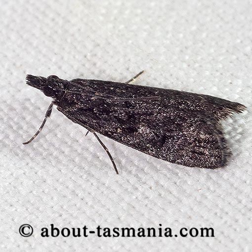 Scoparia anthracias, Crambidae, Tasmania, moth