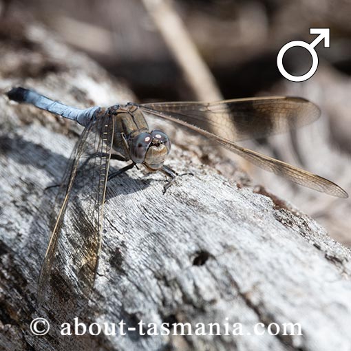 Blue Skimmer, Orthetrum caledonicum, Tasmania, dragonfly