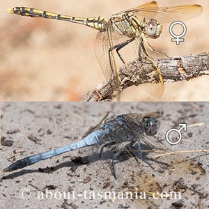 Blue Skimmer