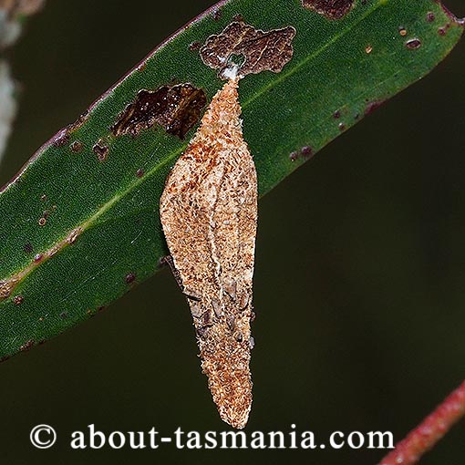 Hyalarcta nigrescens, Psychidae, Tasmania