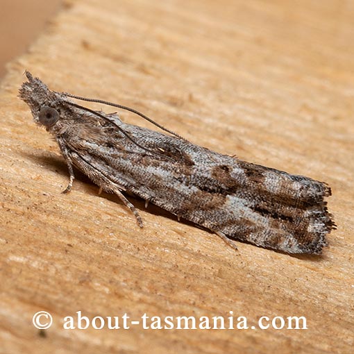 Strepsicrates sphenophora, Tortricidae, Tasmania, moth