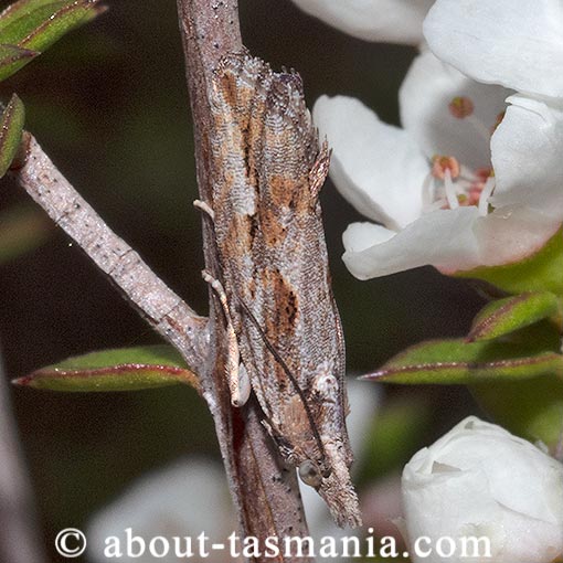 Strepsicrates sphenophora, Tortricidae, Tasmania, moth